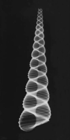 Turritella imbricata (Schraubenschnecke), Röntgenaufnahme