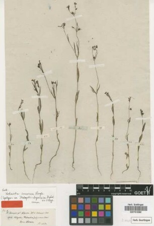 Hedyotis abyssinica Hochst. ex A.Rich. [syntype]