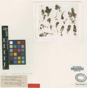 Veronica glaberrima Boiss. & Balansa [type]