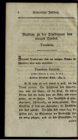 Nachtrag zu den Tenebrionen des vorigen Bandes. Tenebrio.