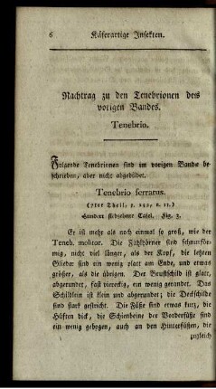Nachtrag zu den Tenebrionen des vorigen Bandes. Tenebrio.