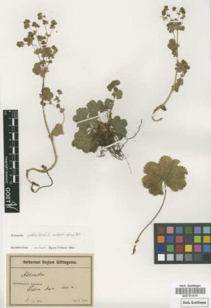 Alchemilla