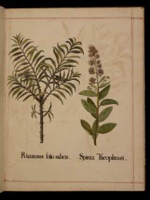 Rhamnus foliis salicis, Spiraea theophrasti