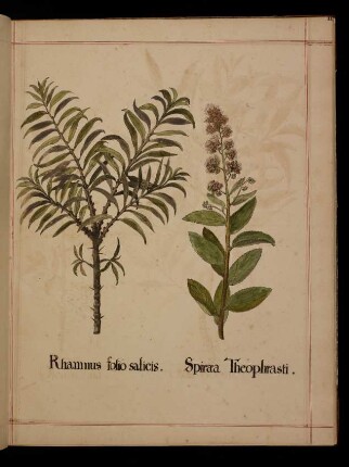 Rhamnus foliis salicis, Spiraea theophrasti