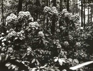Dresden-Striesen. Volkspark, Hermann-Seidel-Park, ehemals Seidelsche Gärtnerei. Blühender Rhododendronstrauch mit Kiefern