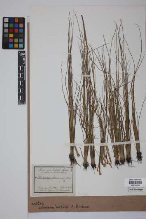 Isoetes schweinfurthii A. Br.