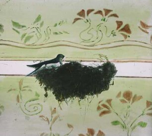Vögel. Schwalbe (Hirundinidae). Hausschwalbe am Nest