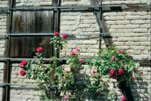Detail des vorherigen Bildes, Rosenspalier am Scheunengiebel