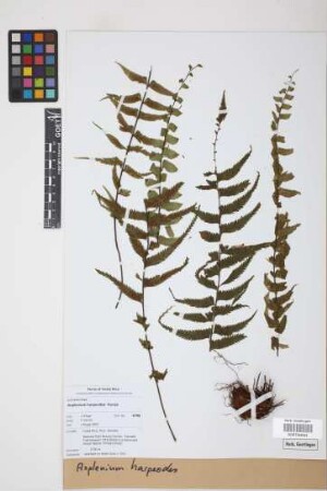 Asplenium harpeodes Kunze