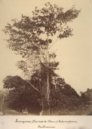 Kautschukbaum (Siphonia elastica), Rio Amazonas