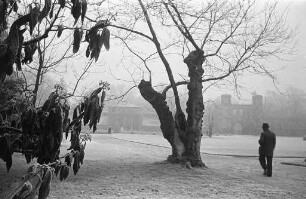 Nebliger Wintertag im Botanischen Garten.