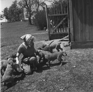 Gardiner Island, junge Hunde mit Frau