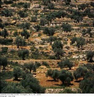Israel: Samarisches Bergland