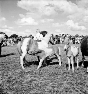 Sportveranstaltung: Pferdeleistungsschau: Reit- und Fahrverein Trittau und Umgebung von 1922 e.V.: Vorführung des Ponygestüts Auberghof mit Ponys und Fohlen: im Hintergrund Gäste und Zuschauer