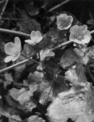 Sumpfdotterblume (Caltha palustris), Pflanzenart aus der Familie der Hahnenfußgewächse (Ranunculaceae)