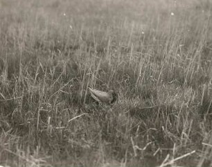 Rotschenkel (Tringa totanus L.), auf das Nest gehend