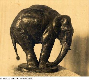 Sich betastender Elefant (Indischer Elefant)