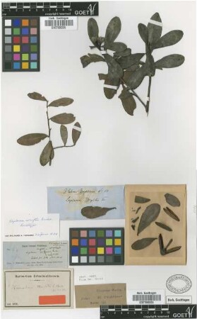 Laplacea wrightii Griseb. [lectotype]