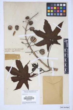 Ricinus communis L.