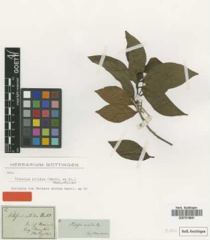Petesia nitida Bartl. ex DC. [syntype]