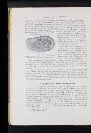 c) Verhältnis von Ovium und Spermium.