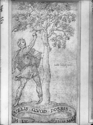 Velis quod possis
