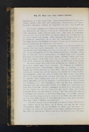 Fig. 32. Hals von vorn, tiefere Schicht.