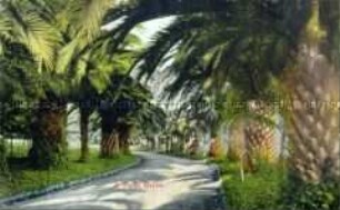 Palmenallee in Kalifornien