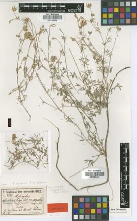 Astragalus xylorrhizus Freyn & Sint. var. Freyn & Sint. angustus[type]