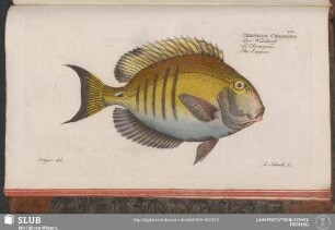208. Chaetodon Chirurgus