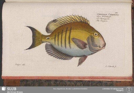 208. Chaetodon Chirurgus
