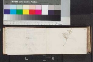 Illustrationen Bl. 6a - 23a