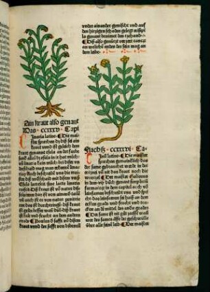 128r, Ain kraut (235. Kapitel)