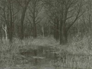 Tümpel im Wald