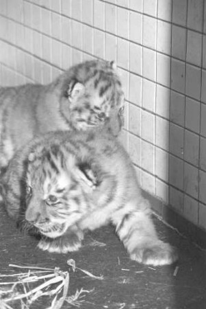 Nachwuchs bei den sibirischen Tigern im Karlsruher Zoo