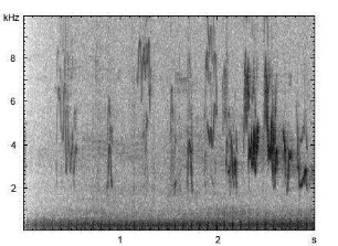 Buchfink | Fringilla coelebs - Ruf