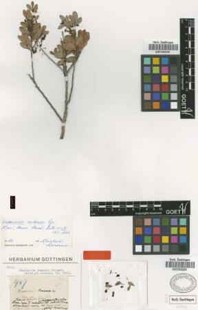 Vaccinium ramonii Griseb. [type]