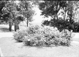 Varna: Rosenanlagen im Kurpark