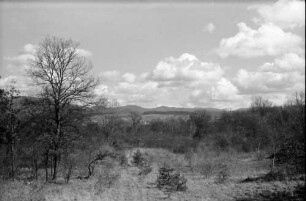 Schliengen: Blick aus dem Rheinwald auf den Kirchturm von Schliengen