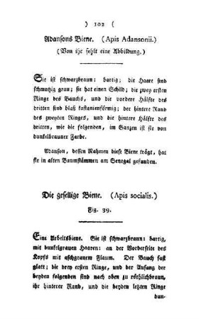 ¬Die¬ gesellige Biene : (Apis socialis) ; Fig. 39