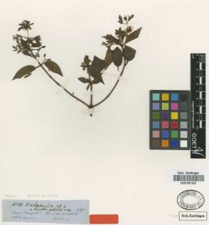 Ernestia quadriseta O.Berg ex Triana [type]