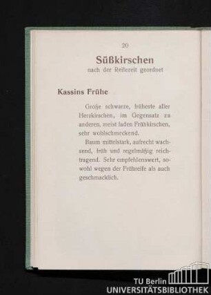 Süßkirschen nach der Reifezeit geordnet. Kassins Frühe.