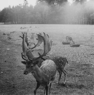 Serie zu: Moritzburg. Dammwild : Moritzburg. Dammwild im Tiergehege