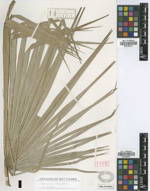Copernicia wrightii Griseb. & H.Wendl.