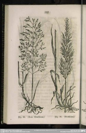 Fig. 35. (Gem. Windhalm) / Fig. 36. (Gelbhafer)