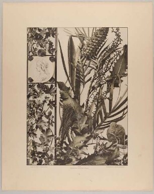 2. Borte und decorative Gruppe aus Ahorn, Hauswurz und Medaillon, Casuarbaum, Palmen, Silberfichte etc.