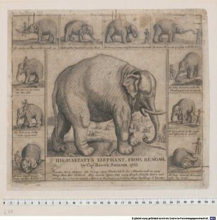 HIS MAJESTY'S ELEPHANT, FROM BENGALL. by Cap[tain] Brook Samson, 1763.