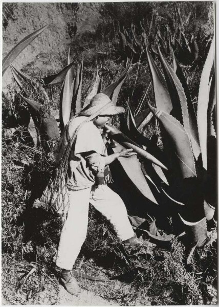 Person collecting agave juice