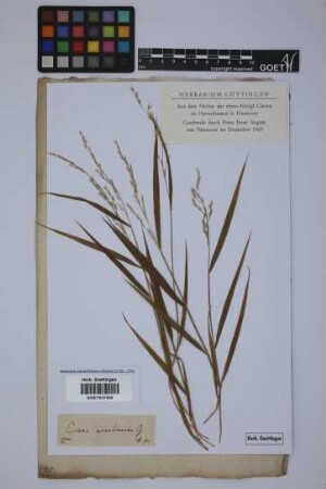 Cinna arundinacea L.