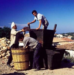 Peloponnes, Achaia. Kelterbütte mit Traubentreter in Kastro